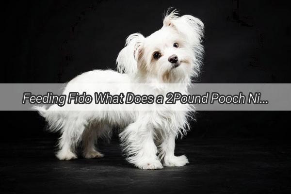 Feeding Fido What Does a 2Pound Pooch Nibble on for a Healthy Diet